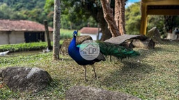 Fazenda/Sítios/Chácaras de 3 quartos, 150m² no bairro Penedo, em Itatiaia | Eu Corretor