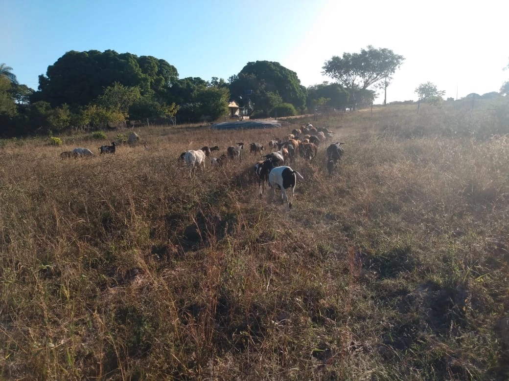 Fazenda/Sítios/Chácaras de 2178000m² no bairro Vila Boa, em Vila Boa | Eu Corretor