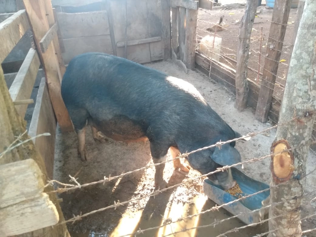 Fazenda/Sítios/Chácaras de 2178000m² no bairro Vila Boa, em Vila Boa | Eu Corretor